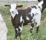 Bells Goats Porsha